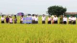 Huyện Tứ Kỳ có thêm 2 giống lúa mới phù hợp